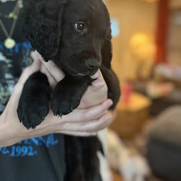 Rocky - Black male Goldendoodle puppy in Austin, Texas from Alex's Goldendoodles