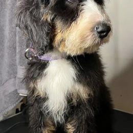 Bernedoodles from Pointer’s Poodles and Doodles