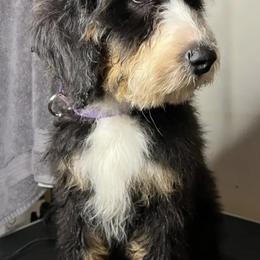 Bernedoodles from Pointer’s Poodles and Doodles