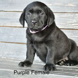 Purple female - Black female Labrador Retriever puppy in Mississippi from Sure Shot English Labs