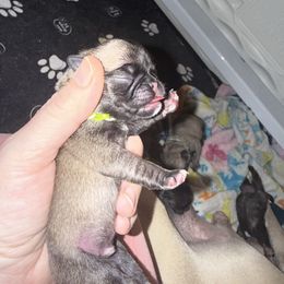 Bolt - Fawn male Pug puppy in Vader, Washington from Tanori Kennels