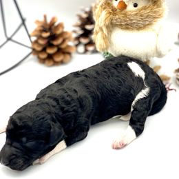 Bernedoodle and Goldendoodle Puppies from Central Florida Bernedoodles