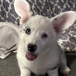 Opal - Blue merle and white female Cardigan Welsh Corgi puppy in Amsterdam, New York from Castle Ridge Cardigan Welsh Corgis