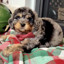 Bernedoodle, Cavapoo, and Goldendoodle Puppies from Blackberry Farm Puppies