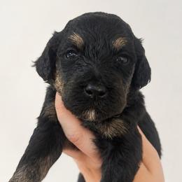 Tiramisu 'misu' - Phantom female Poodle puppy in Grovetown, Georgia from PND Kennel