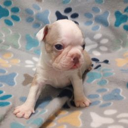 Tonka - male Boston Terrier puppy in Corning, California from SB Bostons
