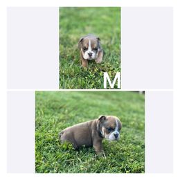 Bulldog Puppies from Alejandro's Bulldogs
