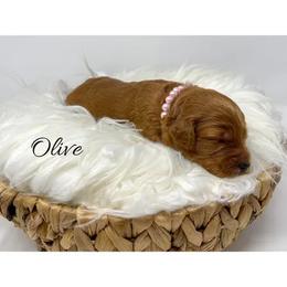 Goldendoodle and Labradoodle Puppies from Must Love Doodles