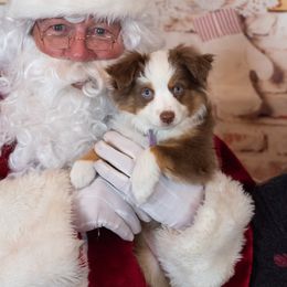 Miniature Australian Shepherd Puppies from Bar C Aussies