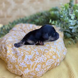 Boy2 - Black and tan male Dachshund puppy in California from Ranch Hand Weenies