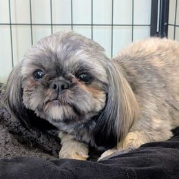 Dahlia - Shih Tzu