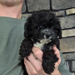 Jett - Black and white male Cavapoo puppy in Apple Creek, Ohio from Grandeur Valley Puppies