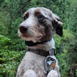 Arlo - Aussiedoodle