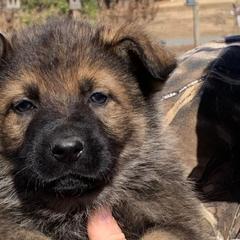 Orso - Sable German Shepherd puppy in Linwood, North Carolina from Johnson K9s