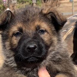 Orso - Sable German Shepherd puppy in Linwood, North Carolina from Johnson K9s