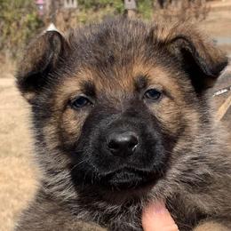 Orso - Sable German Shepherd puppy in Linwood, North Carolina from Johnson K9s
