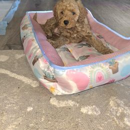 Poodle Puppies from Moving and Grooving Pups