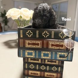 Poodle Puppies from Maison des Caniches