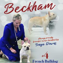 Beckham - French Bulldog