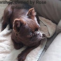 Hershey - Brussels Griffon