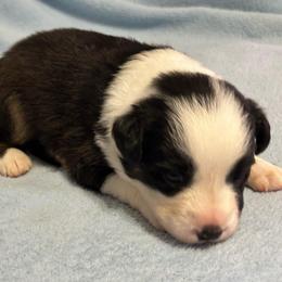 Bandit - Black tri-color male Australian Shepherd puppy in Monroe, North Carolina from Meekey Family Aussies