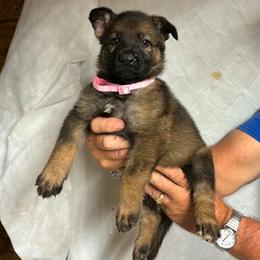 Pink collar female - Sable female German Shepherd puppy in Ann Arbor, Michigan from Von Der Havier German Shepherds