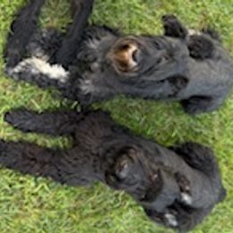 Giant Schnauzers from Stratton House Kennels