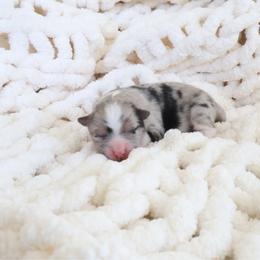 Soju - Merle male Pomsky puppy in Orange County, California from Pomsky Playpen