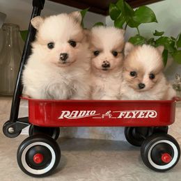 Pomeranian Puppies from POMS USA