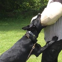 Belgian Malinois and Dutch Shepherds from Reinwald Kennels