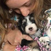 Lowchen Puppies from Sugar Plum Löwchen