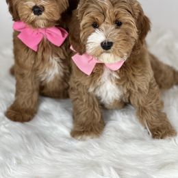 Australian Labradoodle Puppies from Sunny Day Doodles