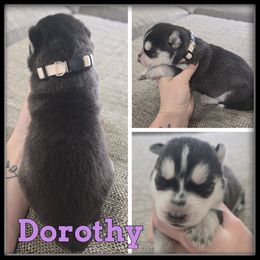 Dorothy - Black and white female Siberian Husky puppy in Wheeler, Michigan from Haase Family Kennels