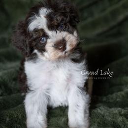 Baby Bear - Brown male Schnoodle puppy in Grove, Oklahoma from Grand Lake Poodles & Doodles