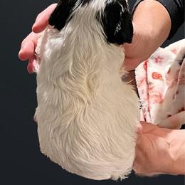 Becca Lou - Black and white female Cavapoo puppy in Lexington, Kentucky from Callaway's Cavaliers