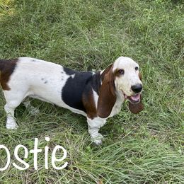 Ghostie - Basset Hound