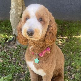 Chole - Poodle