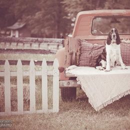 Collie and English Springer Spaniel All Grown Up from Briarcreek