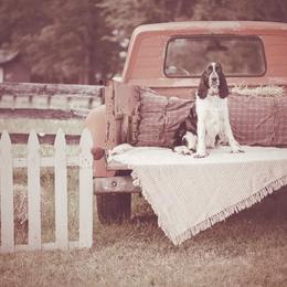 Collie and English Springer Spaniel All Grown Up from Briarcreek