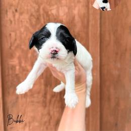 Bobbi - Black male Australian Labradoodle puppy in Wamego, Kansas from Doodles of Oz