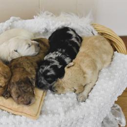 Goldendoodle Puppies from Tuxedo Mountain Doodles