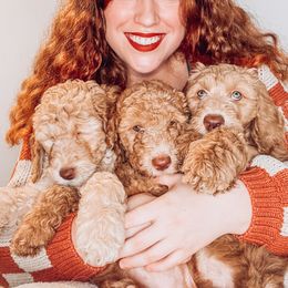 Goldendoodle Puppies from Summer Sun Doodles