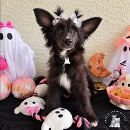 Posy is 2500 - Black female Chinese Crested puppy in Ocala, Florida from Crestie Charm Cottage