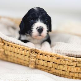 Tater salad - Black and white female Bernedoodle puppy in New Harmony, Indiana from Cottonwood Farms