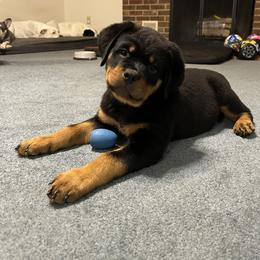 Rottweiler Puppies from Vom Rohrbach Rottweilers