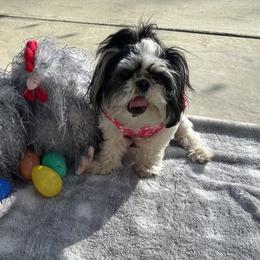 Shih Tzus from Koda Bears Cubs
