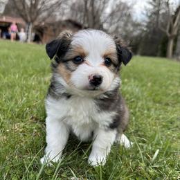 Layla - Black tri female Miniature Australian Shepherd puppy in Urbana, Ohio from Polar Bear Farms