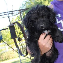 Aussiedoodle, Miniature Australian Shepherd, Poodle, and Toy Australian Shepherd Puppies from Mowry Creek Mini Aussiedoodles and More