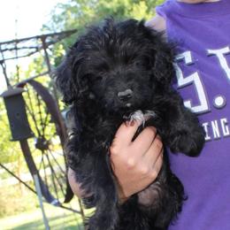 Aussiedoodle, Miniature Australian Shepherd, Poodle, and Toy Australian Shepherd Puppies from Mowry Creek Mini Aussiedoodles and More