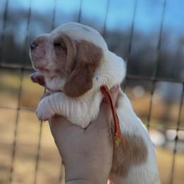 Orange boy - Red and white male Basset Hound puppy in Conway, Missouri from Ozark Mountain Kennel
